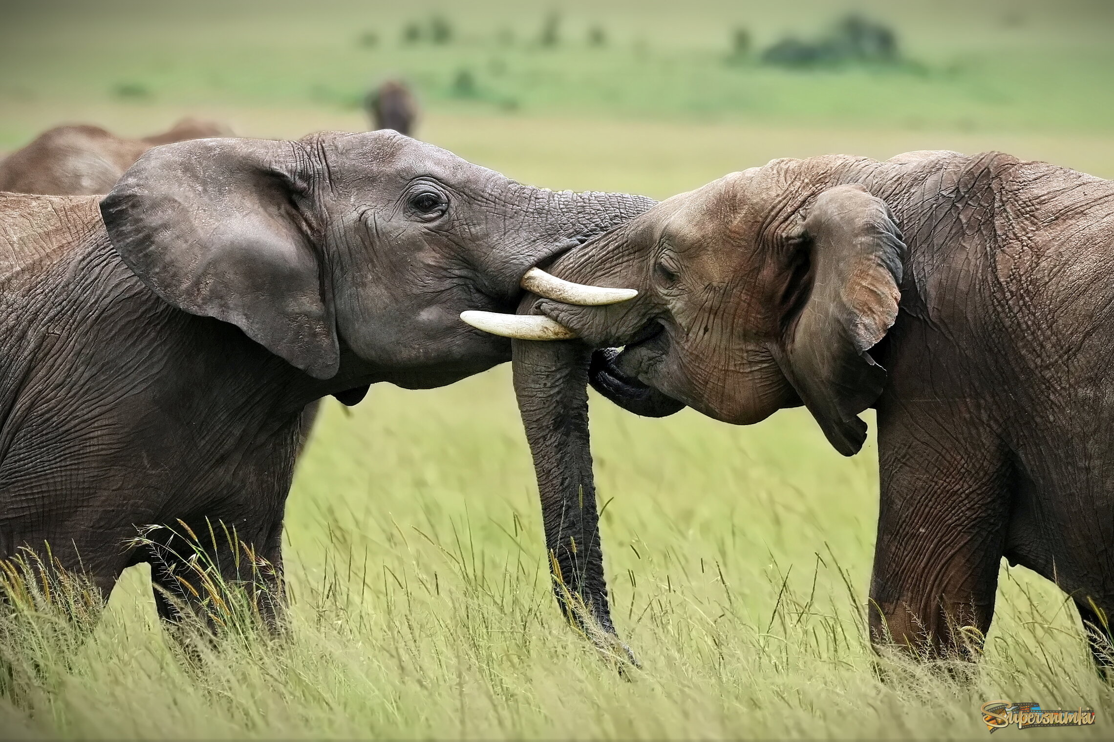Love Is...