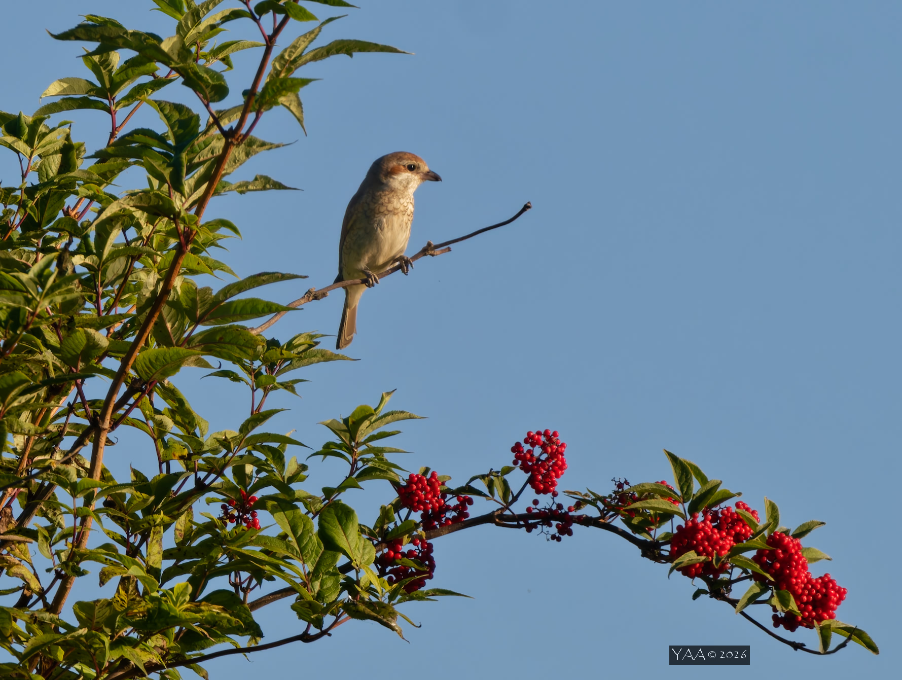 🌞Жаркое Воскресенье. 🦅 Самочка жулана на веточке бузины..🌿