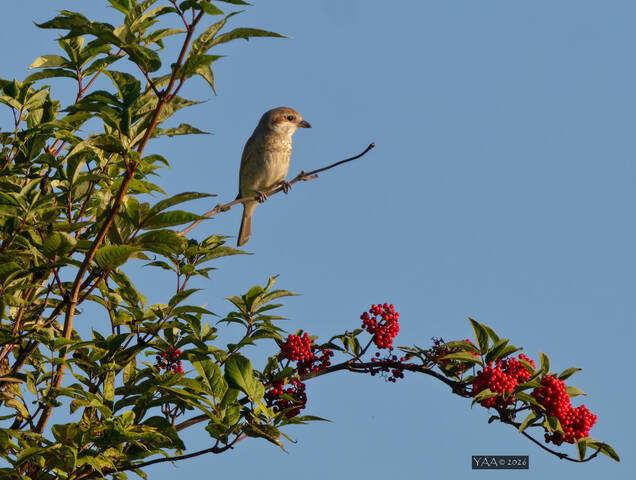 🌞Жаркое Воскресенье. 🦅 Самочка жулана на веточке бузины..🌿