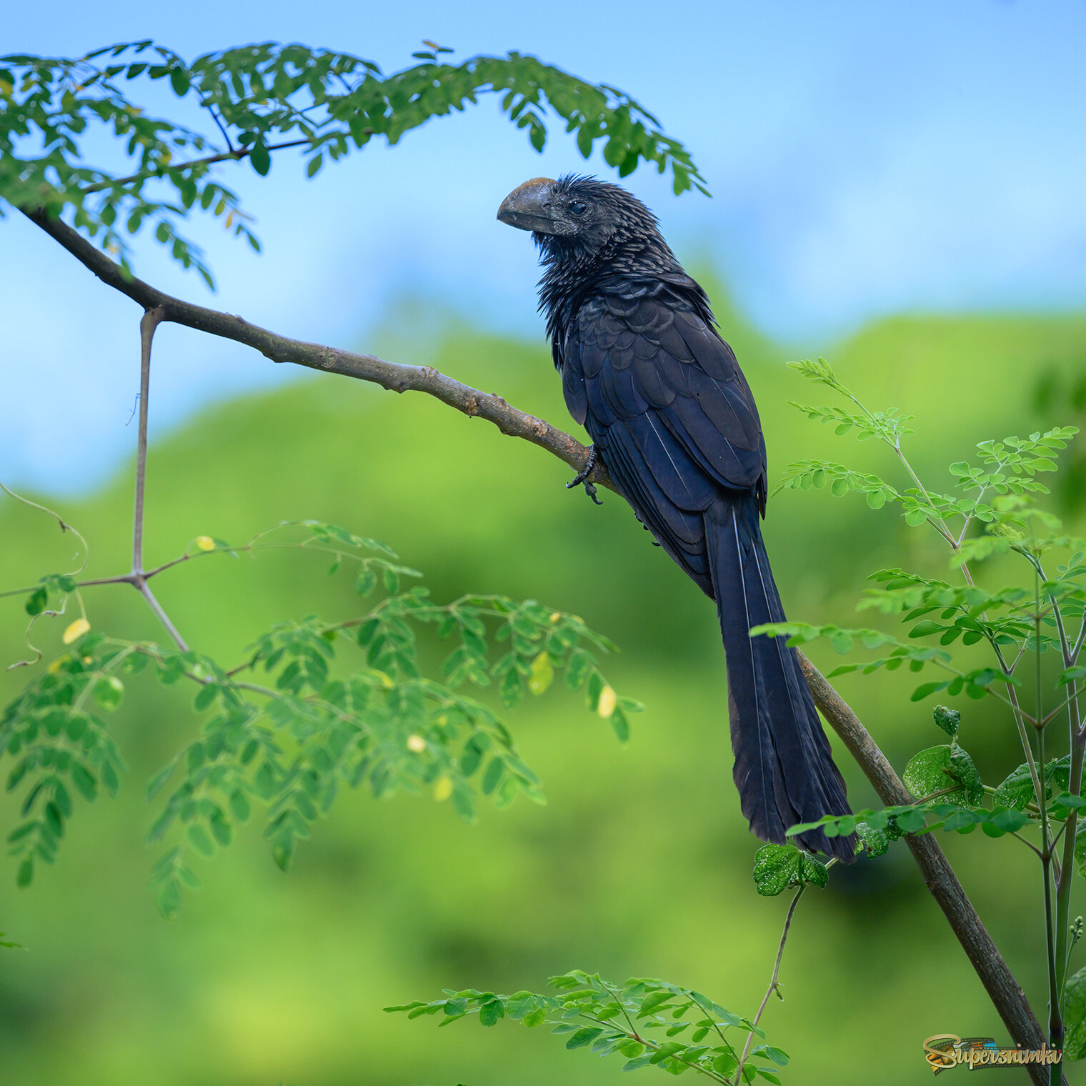 Smooth-billed Ani 