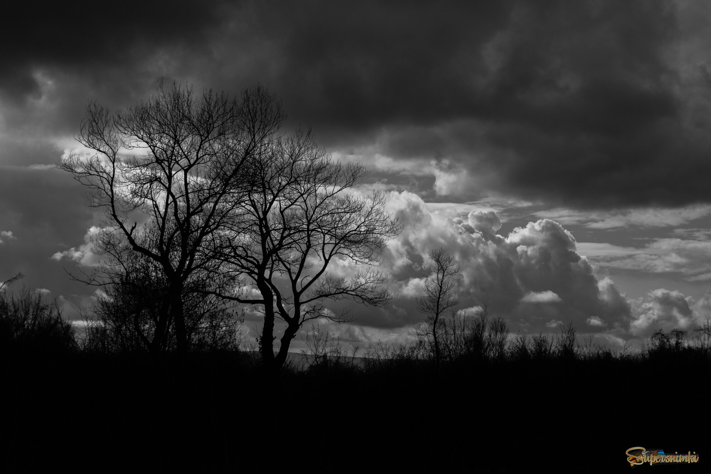 Black and white landscape of a dense forest beneath turbulent clouds, creating a dramatic atmosphere with striking contrast, timeless monochrome tones, and a moody wilderness scene.