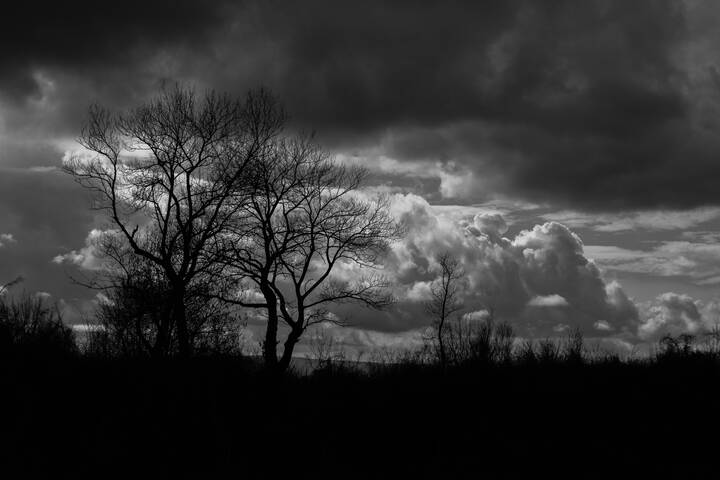 Black and white landscape of a dense forest beneath turbulent clouds, creating a dramatic atmosphere with striking contrast, timeless monochrome tones, and a moody wilderness scene.