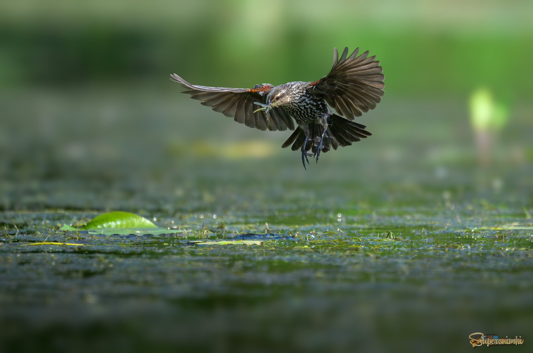 The Red-winged Blackbird (f)