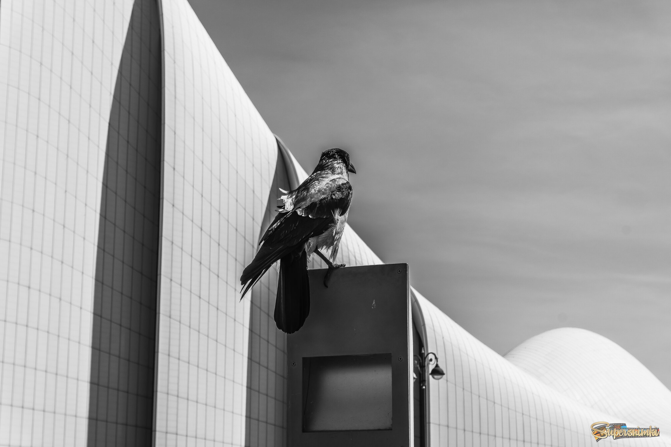 A striking monochrome, black-and-white photograph capturing a hooded crow perched atop a metal post or sign fixture.