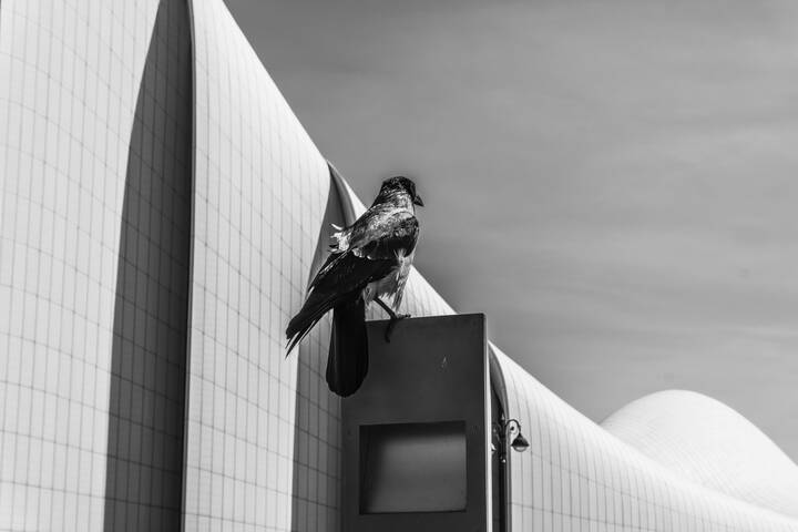 A striking monochrome, black-and-white photograph capturing a hooded crow perched atop a metal post or sign fixture.