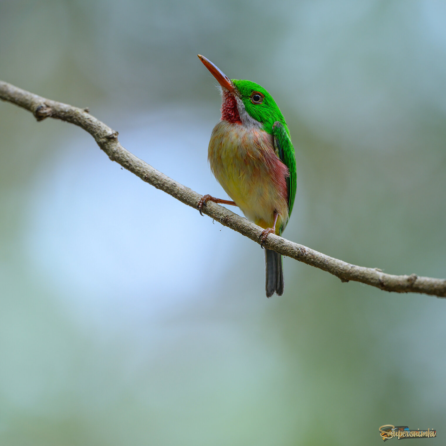 Broad-billed Tody