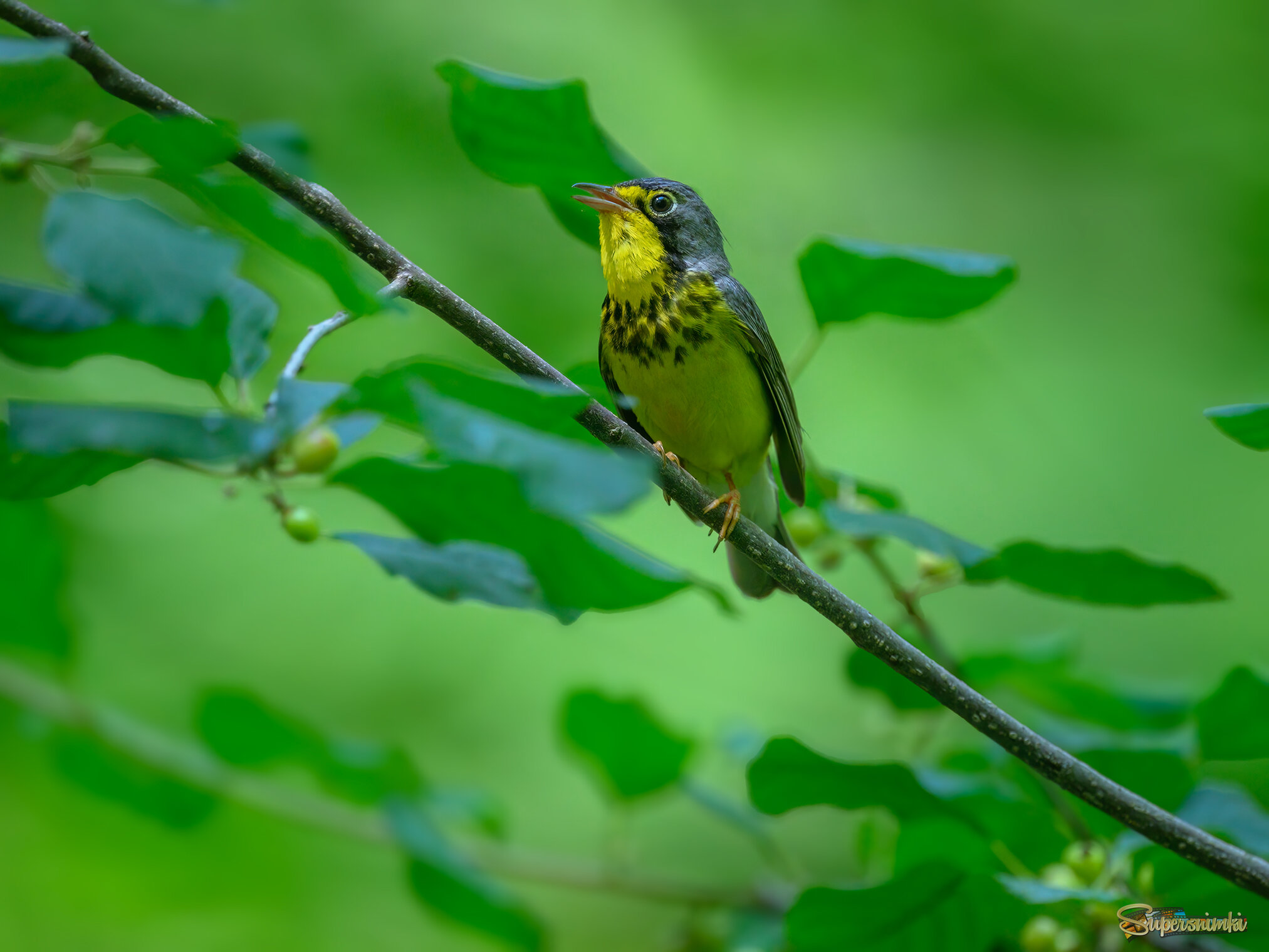 Canada Warbler