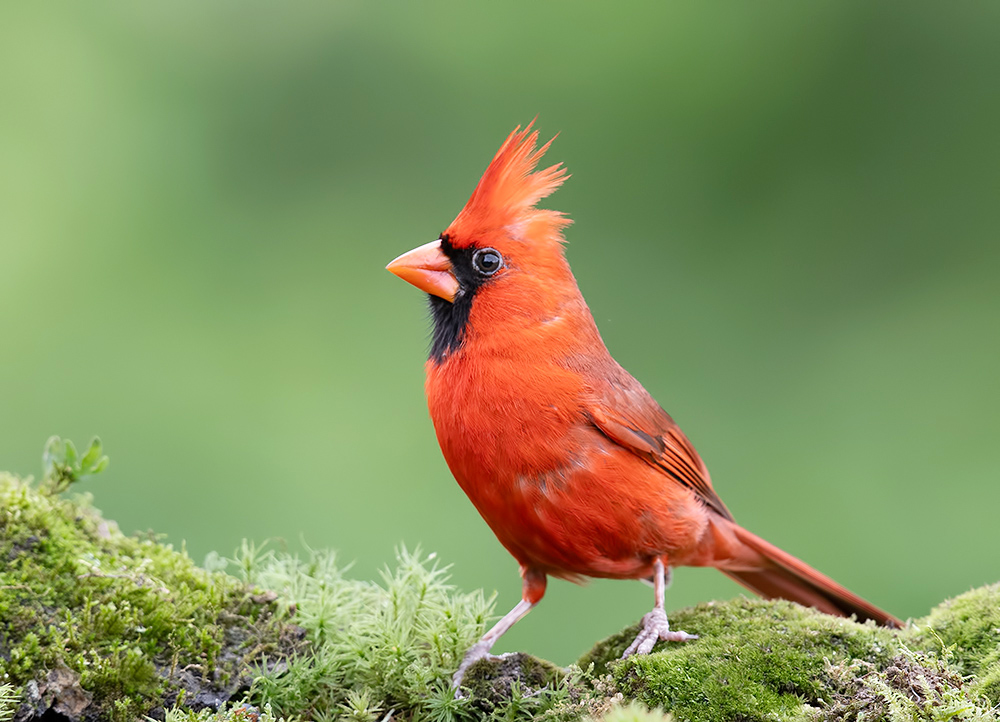 Красный кардинал - Northern Cardinal