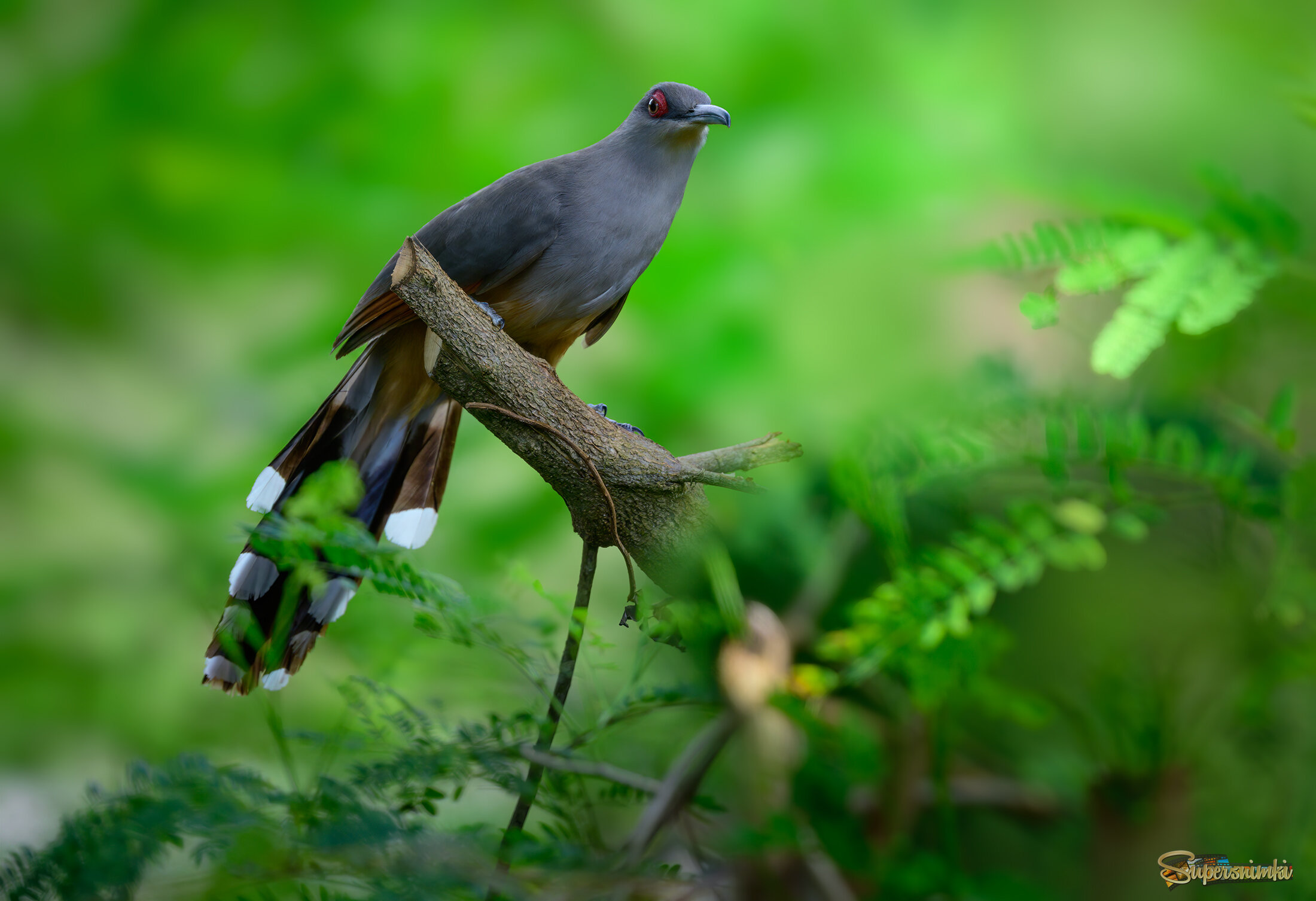 Hispaniolan Lizard-Cuckoo