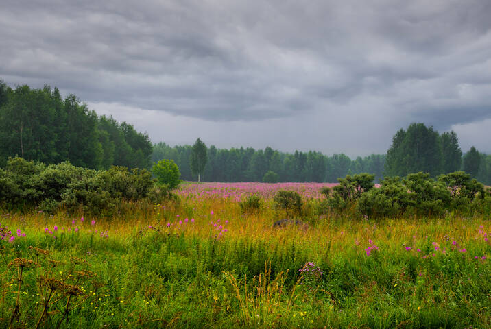 Краски лета