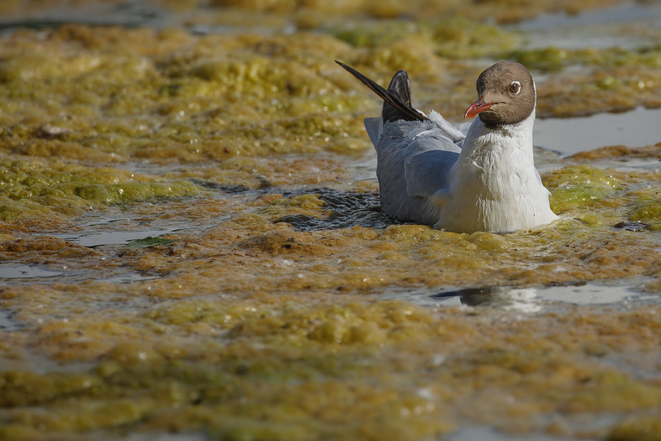 В объятиях ряски