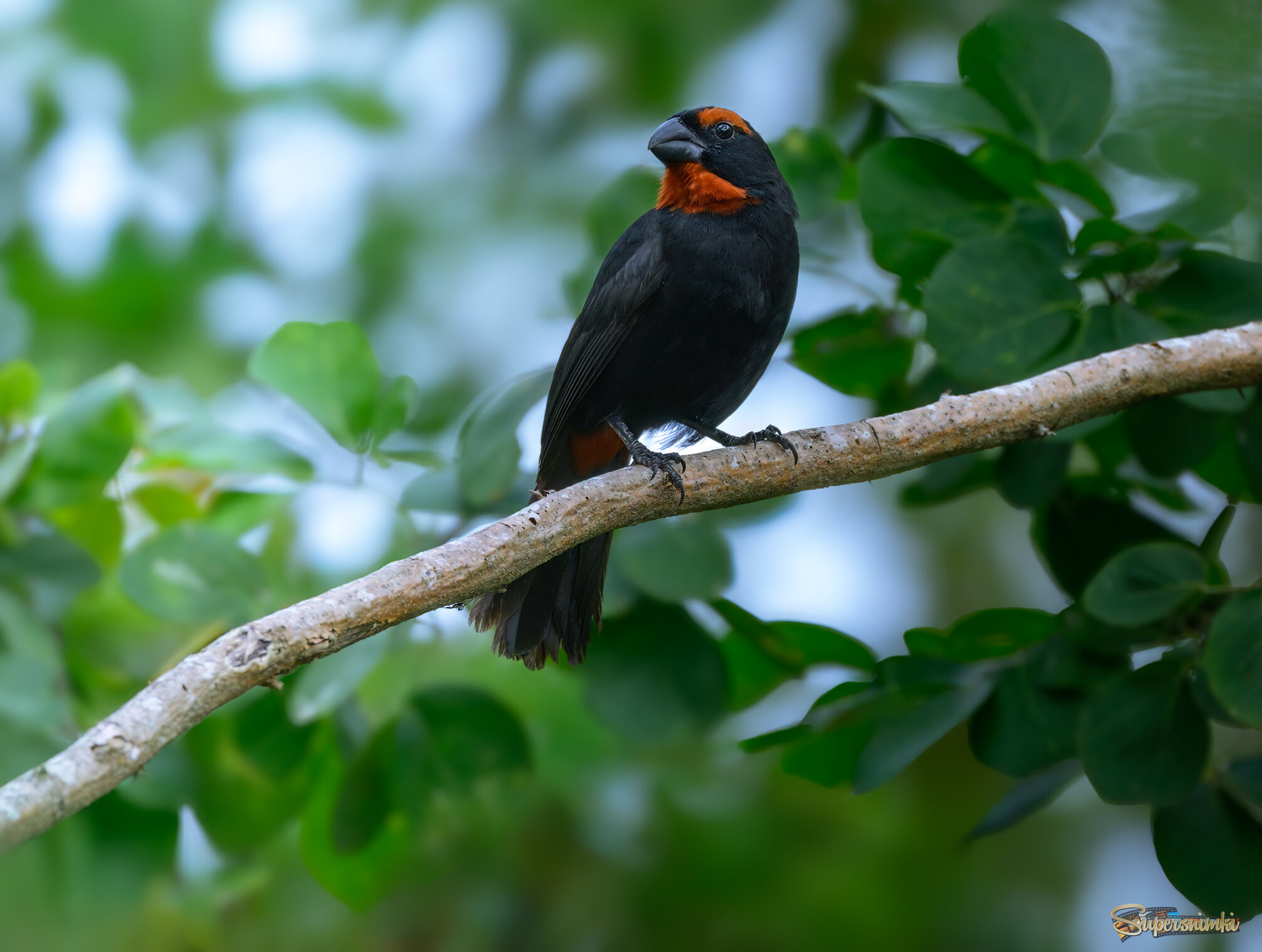 Puerto-Rican Bullfinch