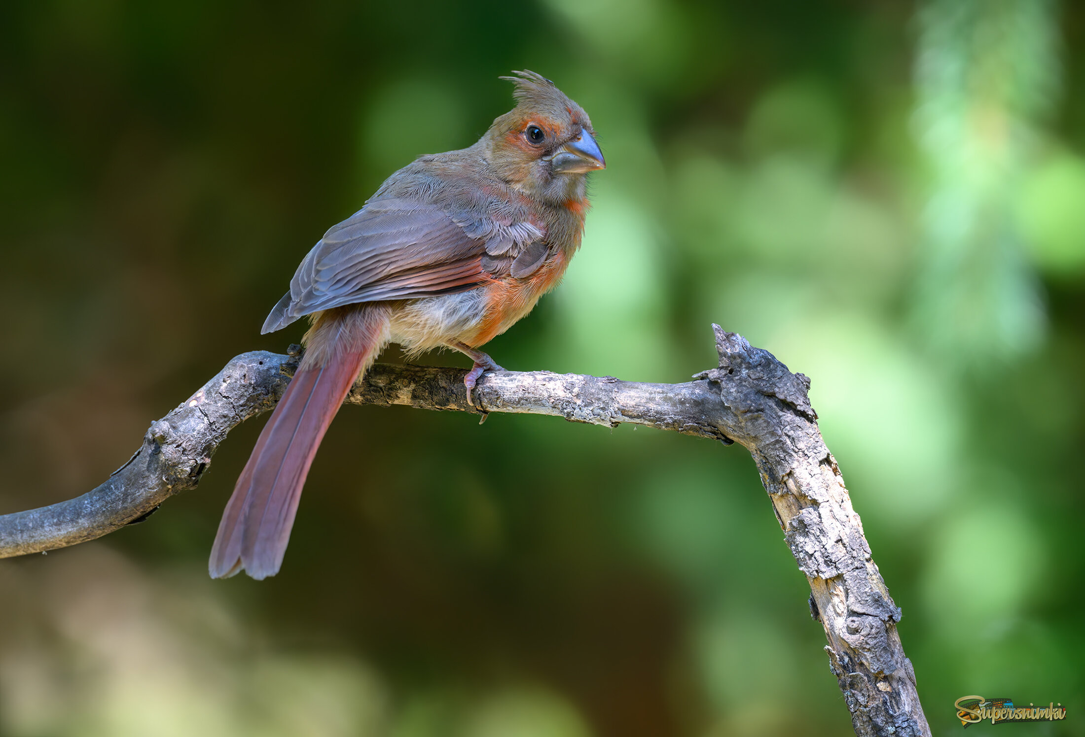Northern Cardinal  (juvenile female)