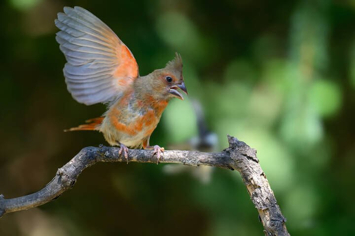 Northern Cardinal  (juvenile female)