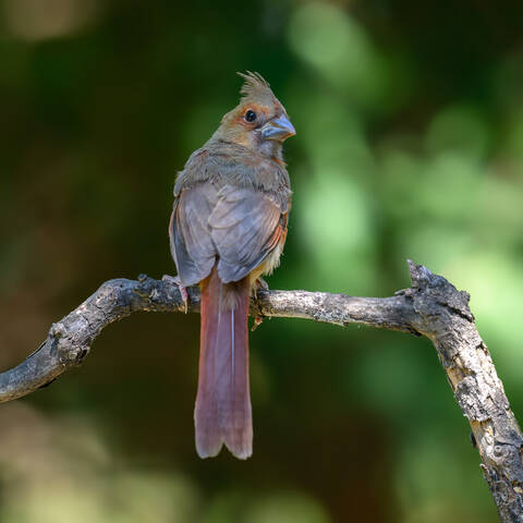 Northern Cardinal  (juvenile female)