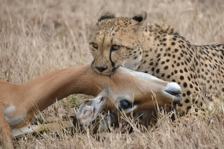 Raw Africa