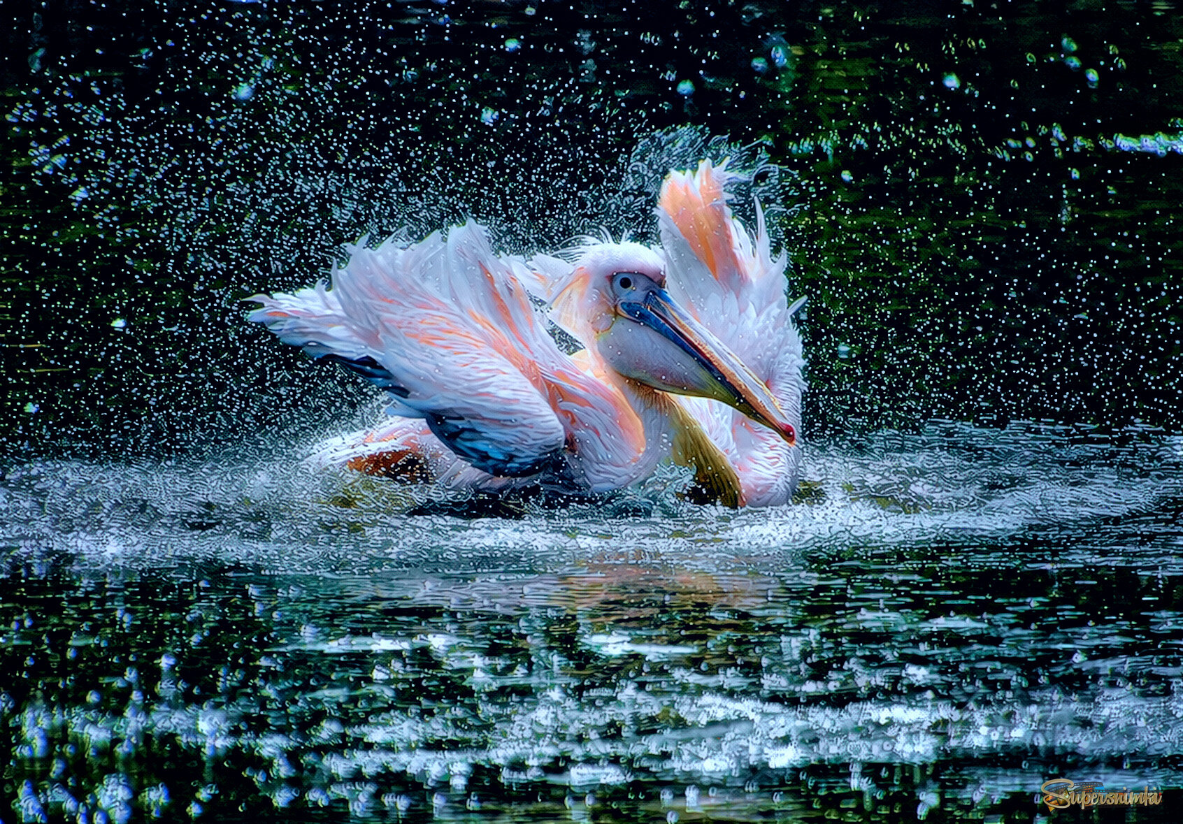 Пеликаш