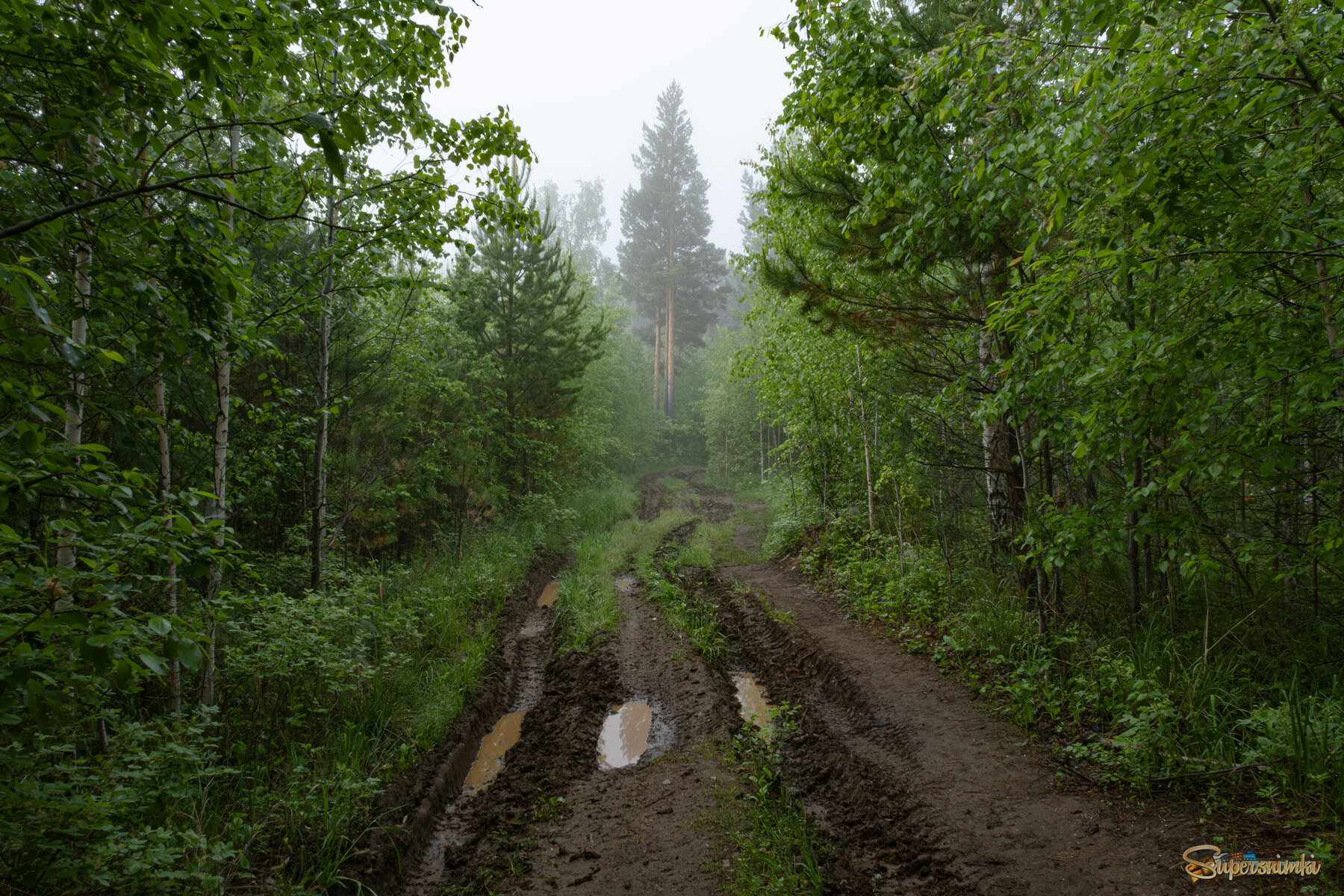По лесной дороге