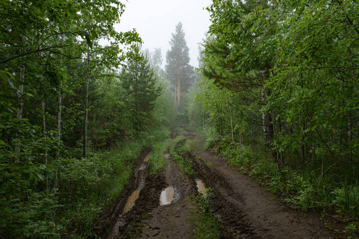 По лесной дороге