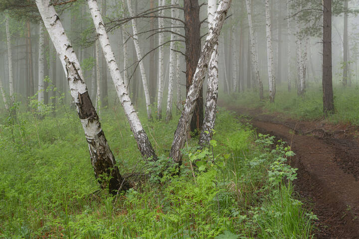 Утро в берёзовом лесу