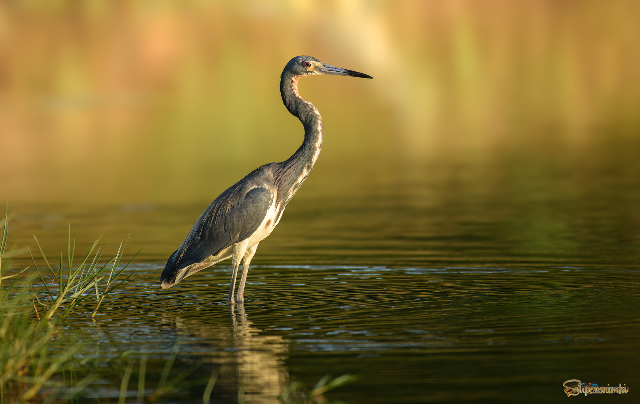Tricolored Heron