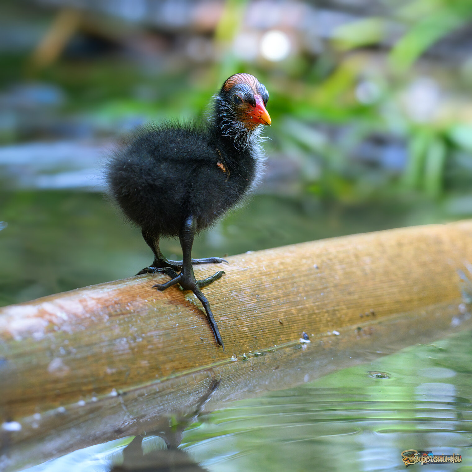 Common Gallinule (chick)
