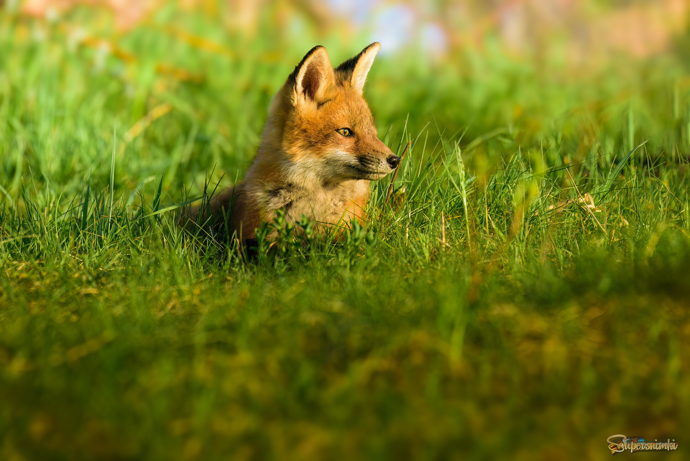 Red fox (cub)