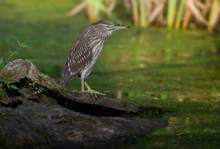Black-crowned Night Heron juvy (& Painting turtle)