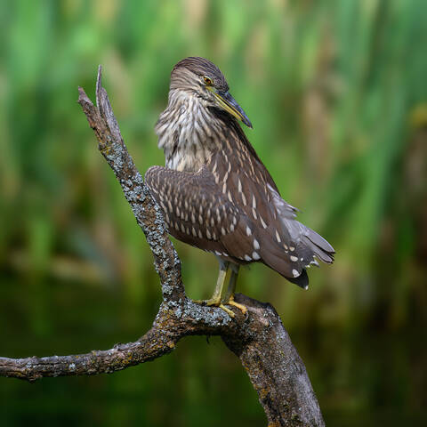 Black-crowned Night Heron juvy (& Painting turtle)