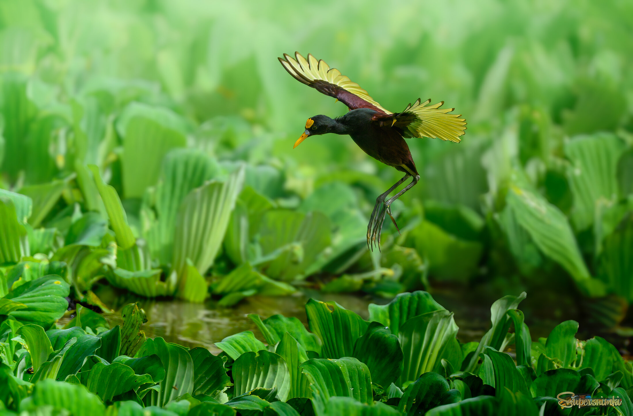 Northern Jacana