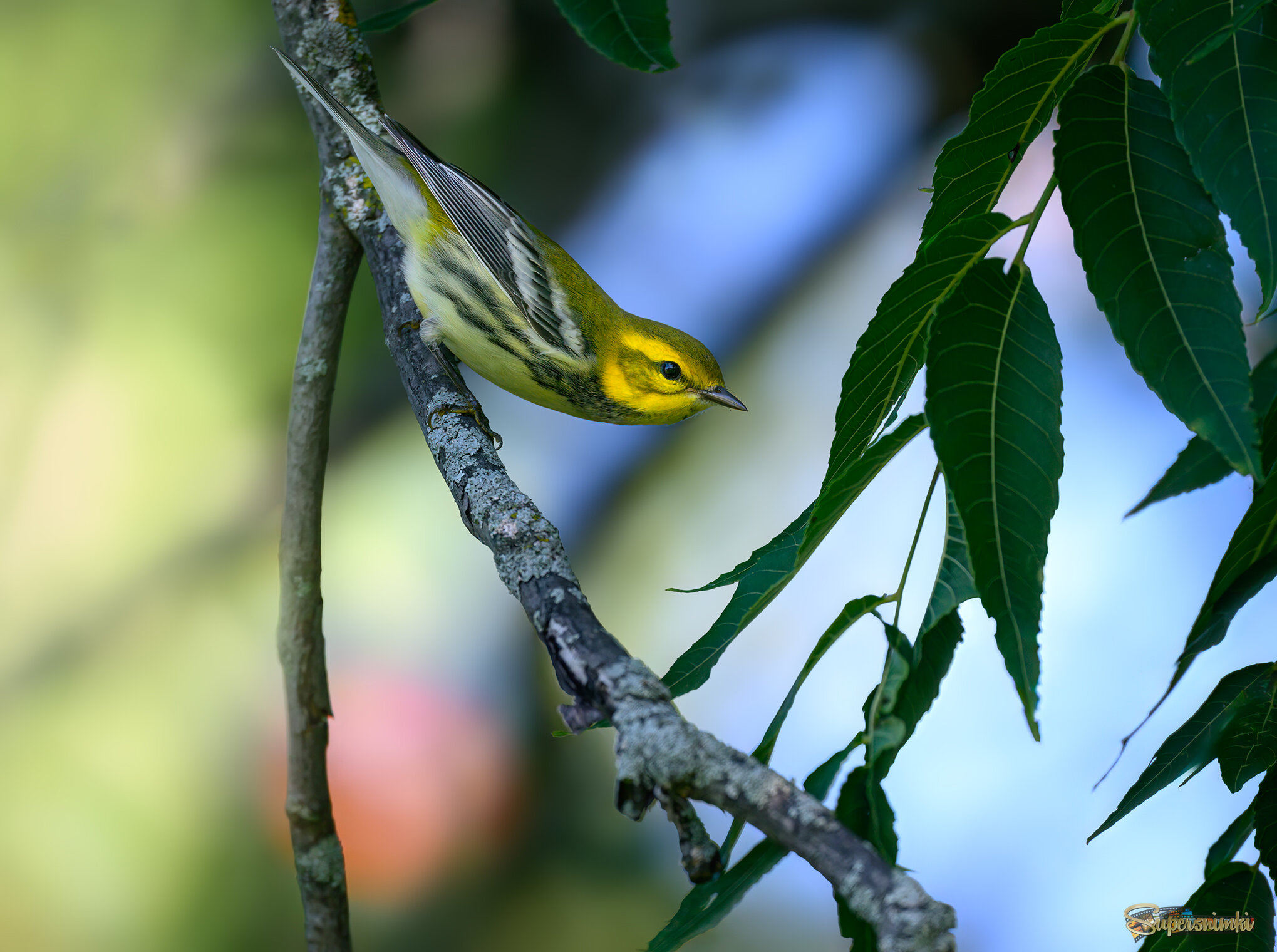 Black-throated Green Warbler  f (Fall migration)