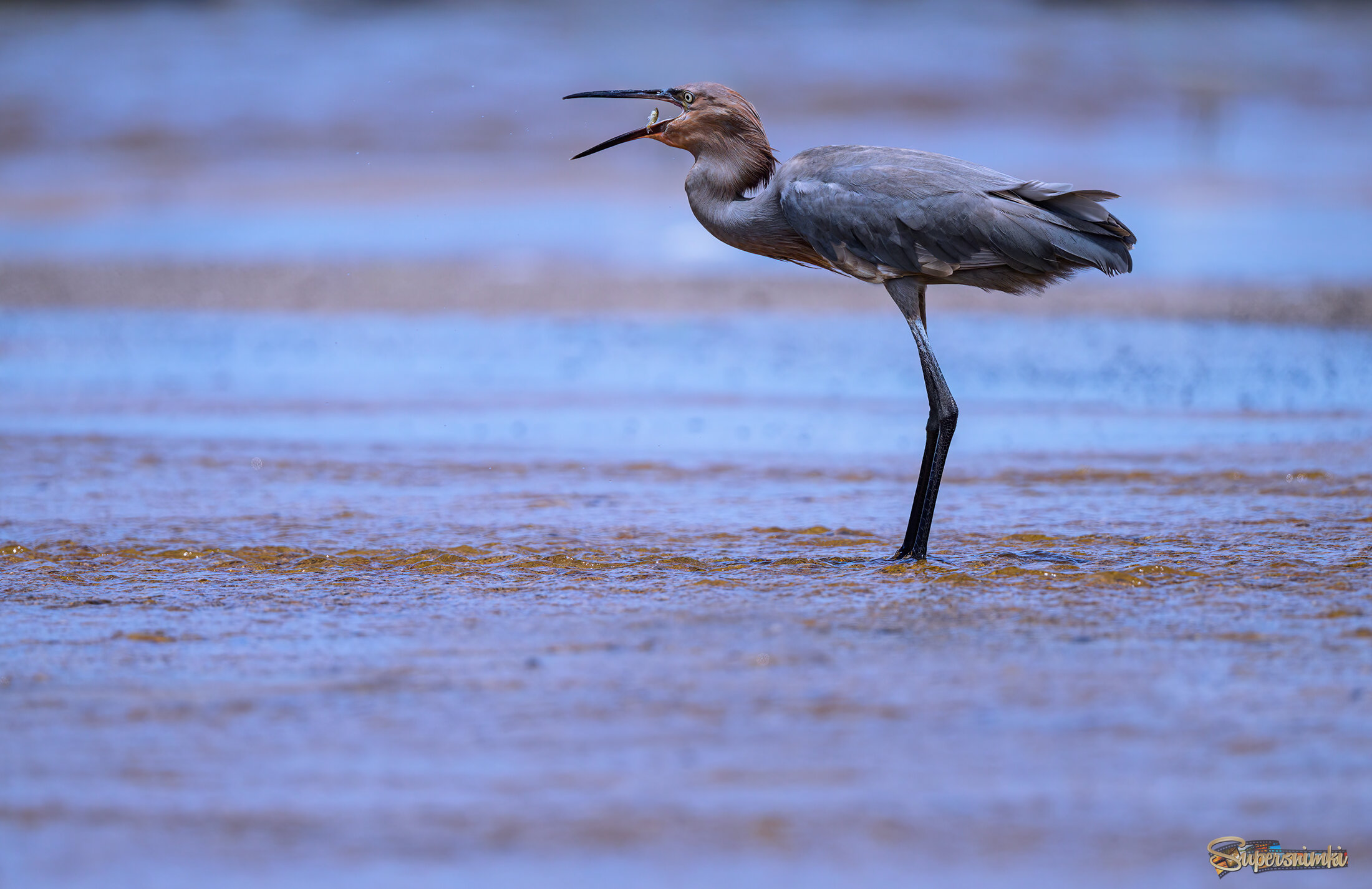 Reddish Egret