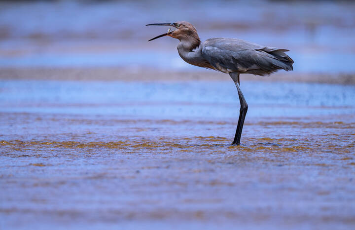 Reddish Egret
