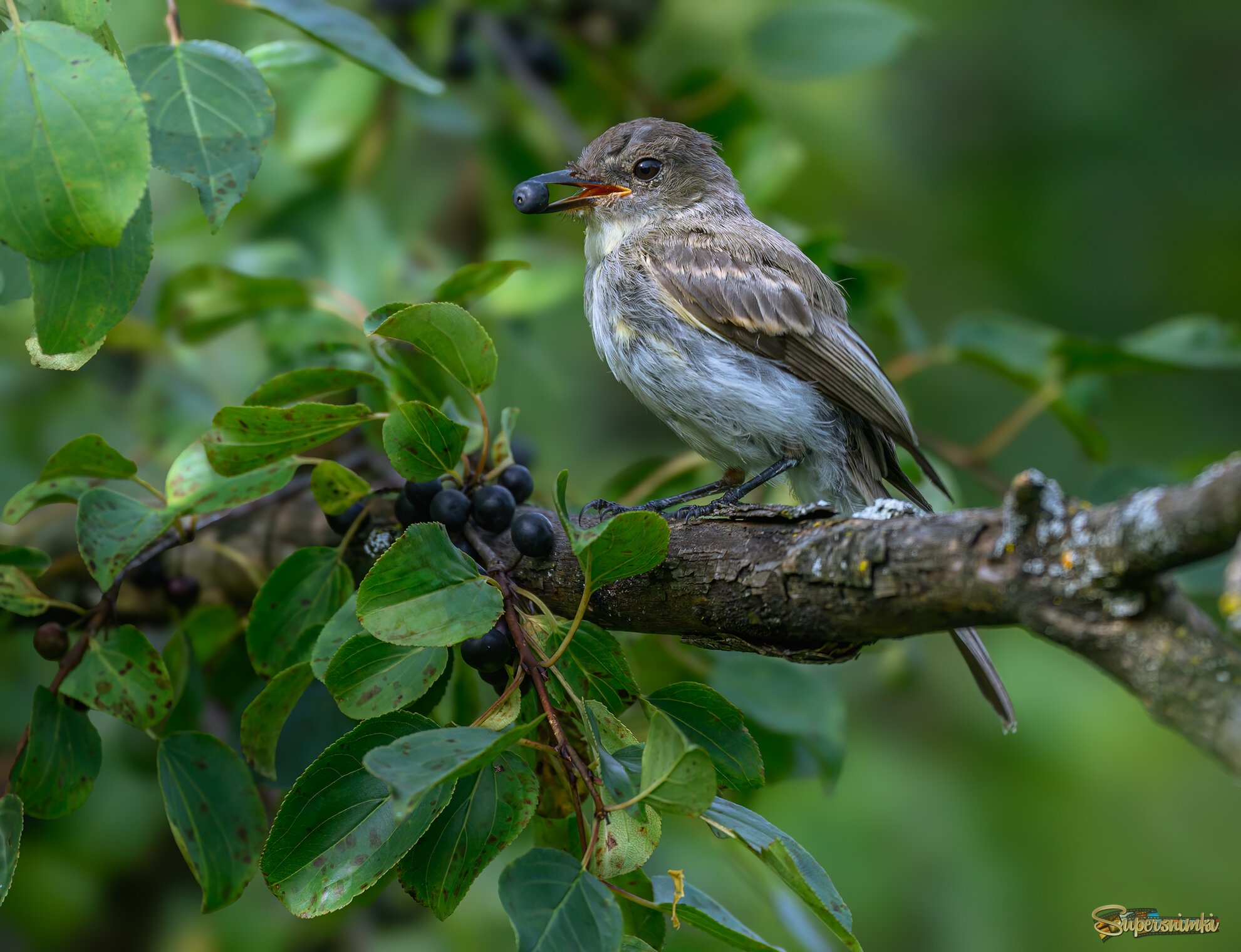 Eastern Phoebe