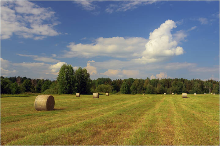 Картинка лета