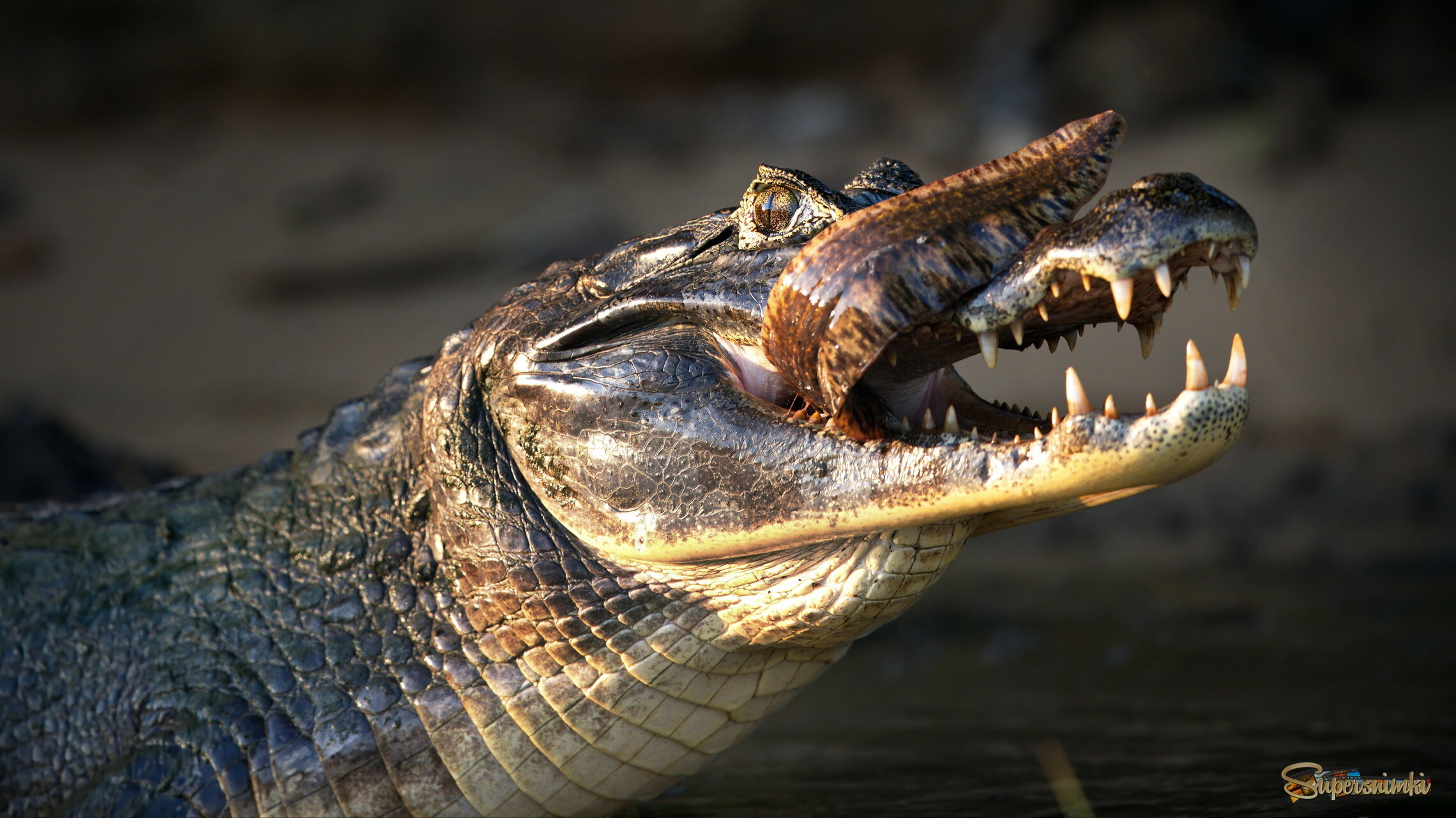 Вкуснотищщща!