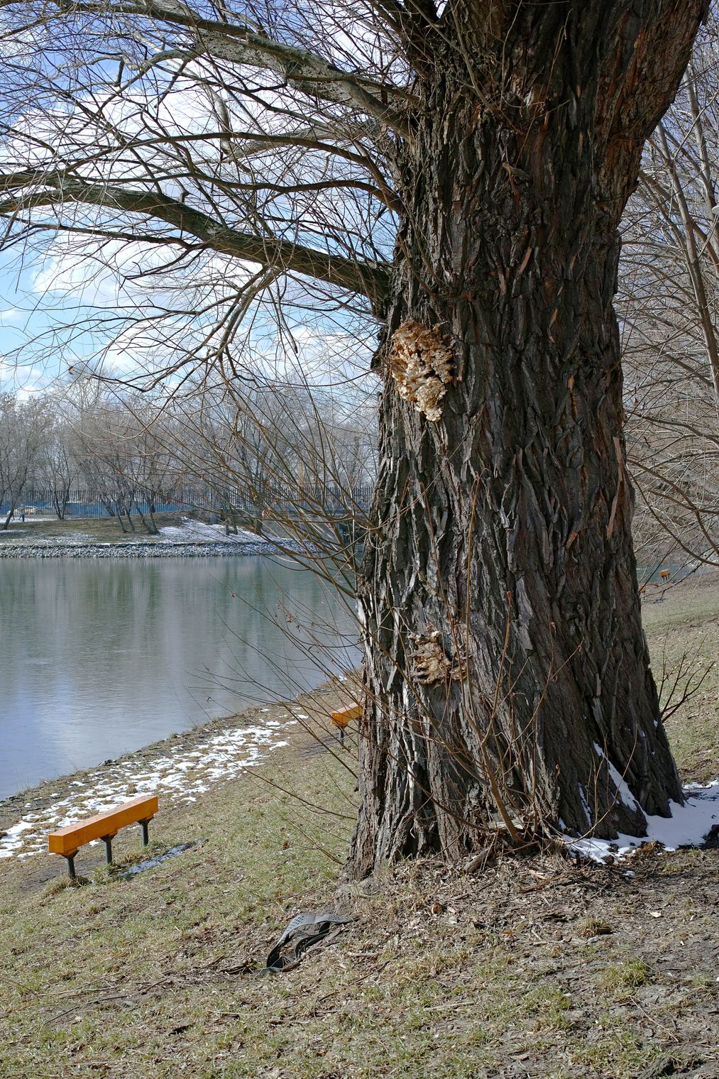 Старая ива