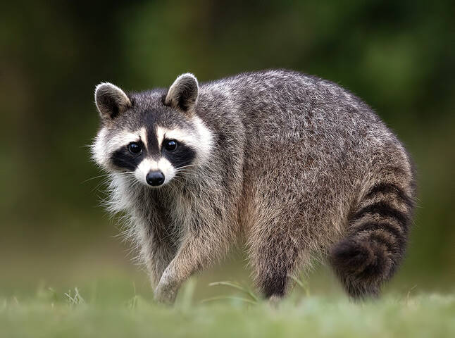 Raccoon - Енот- полоскун