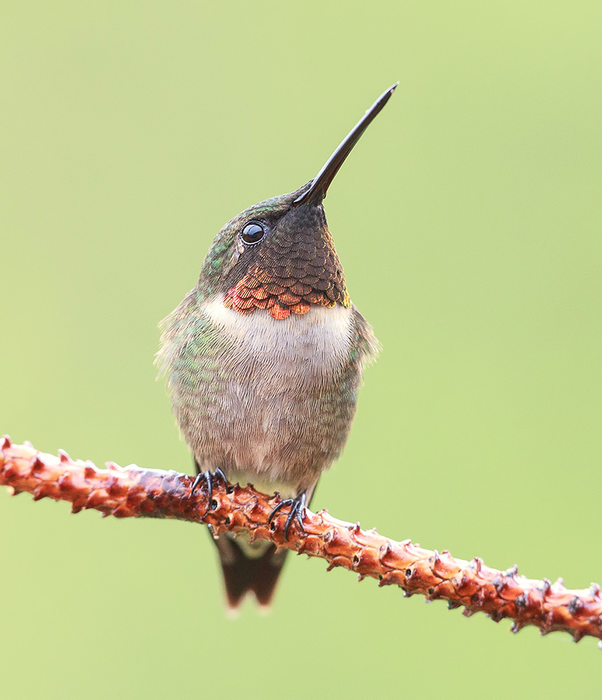 Рубиновогорлый колибри - Ruby-throated Hummingbird