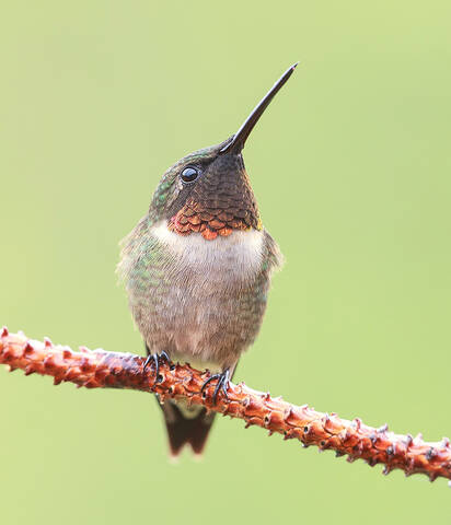 Рубиновогорлый колибри - Ruby-throated Hummingbird
