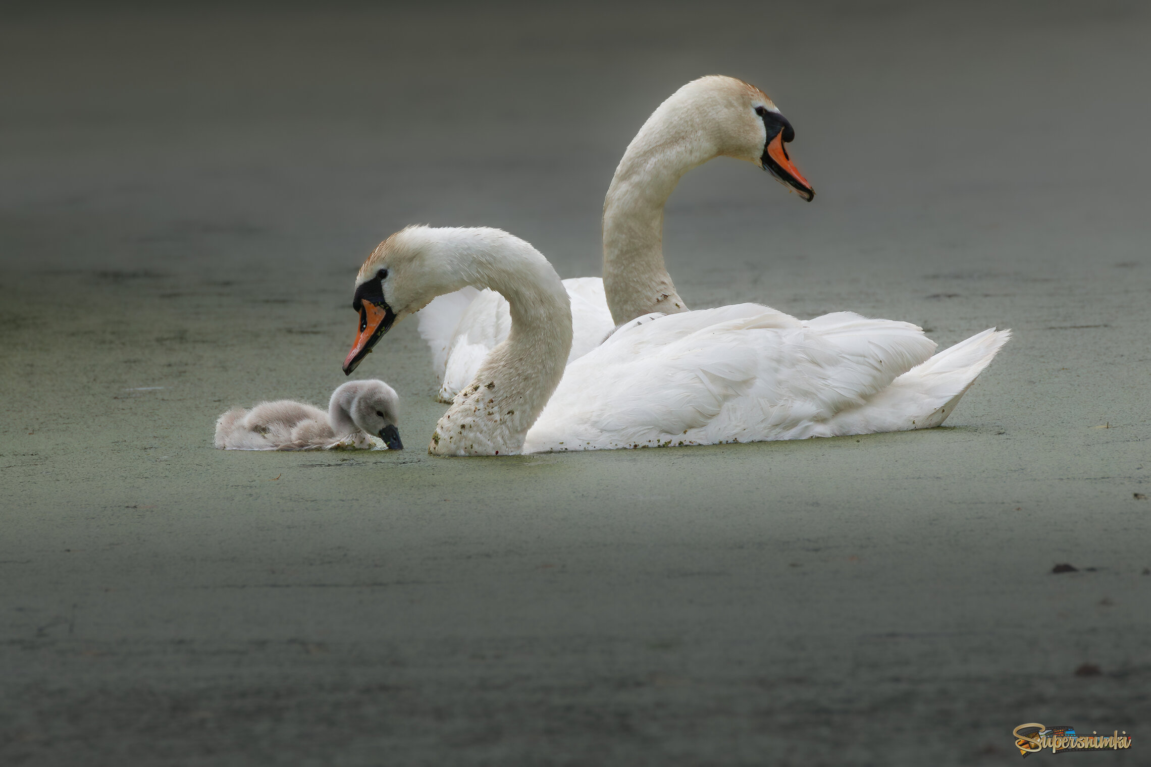 Папа, мама и малыш