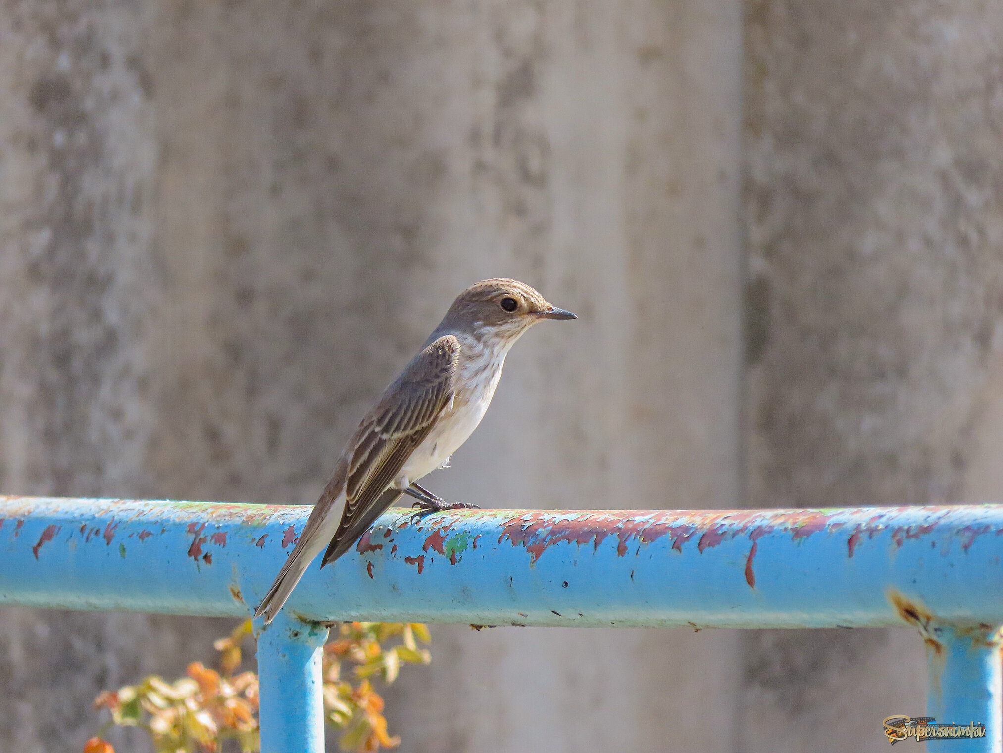 Мухоловка серая (Muscicapa striata)
