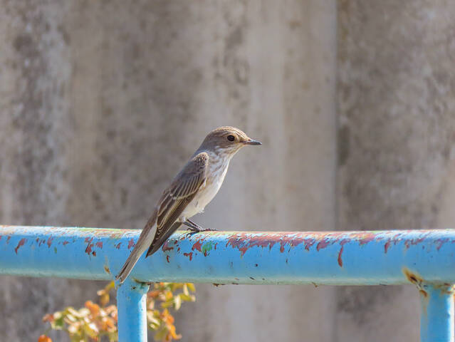 Мухоловка серая (Muscicapa striata)