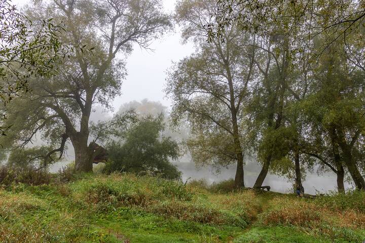осеннее утро,река,ивы,туман