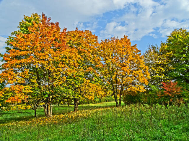 Краски осени.
