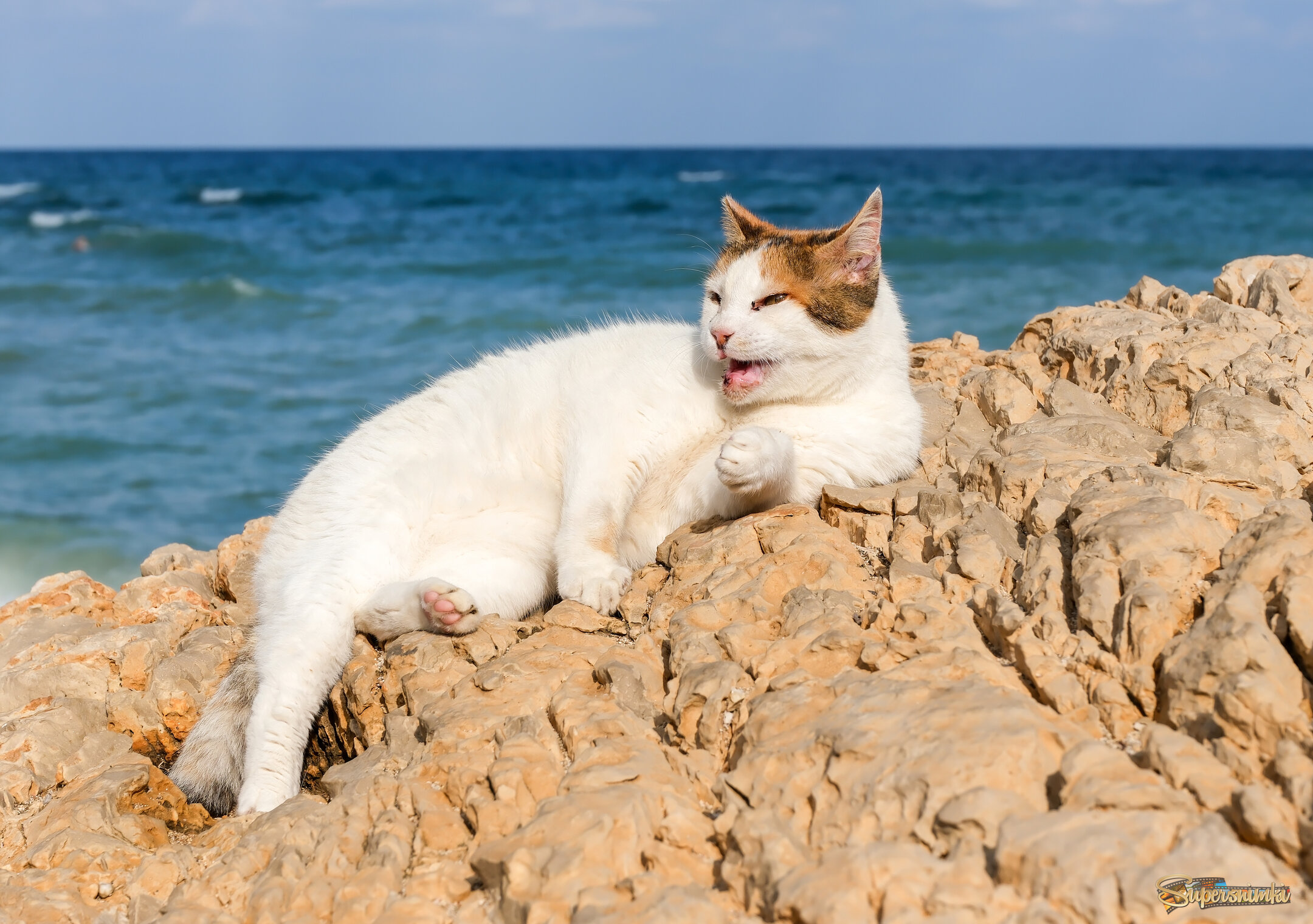 Морской котик
