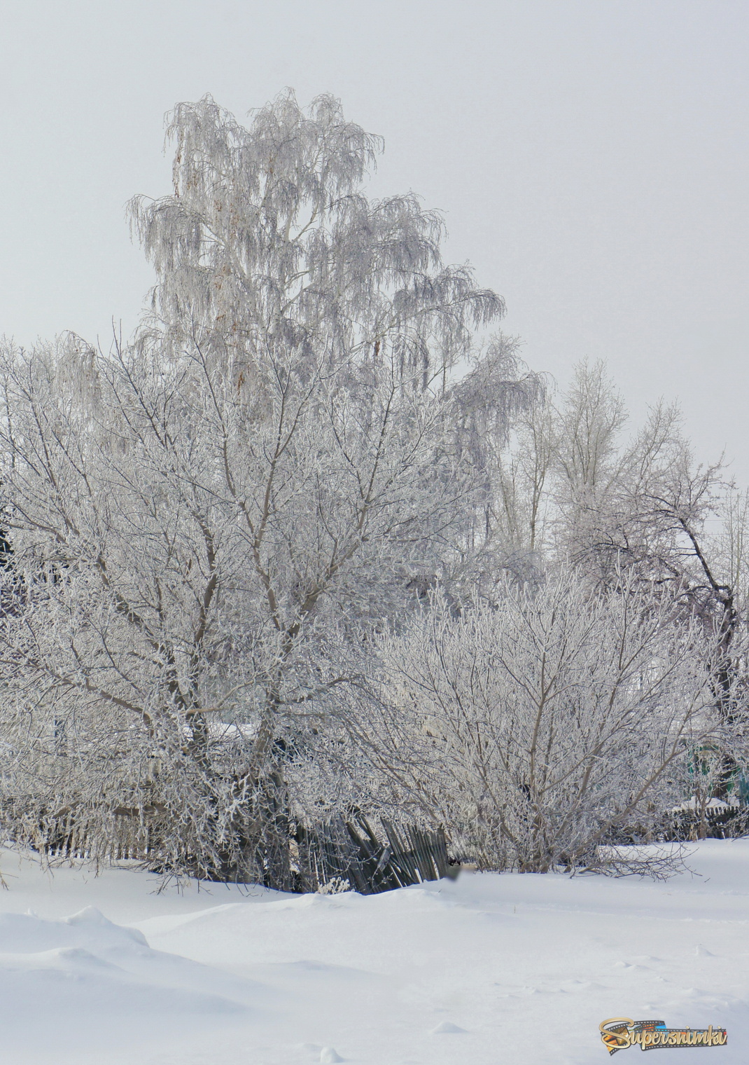 В утренней изморози.
