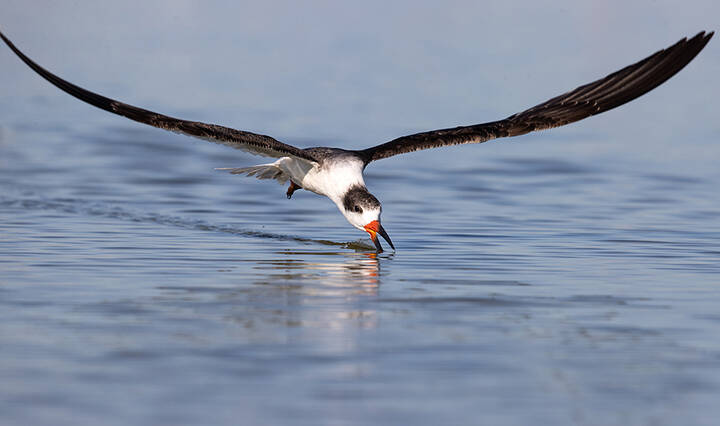 Чёрный Водорез - Black Skimmer