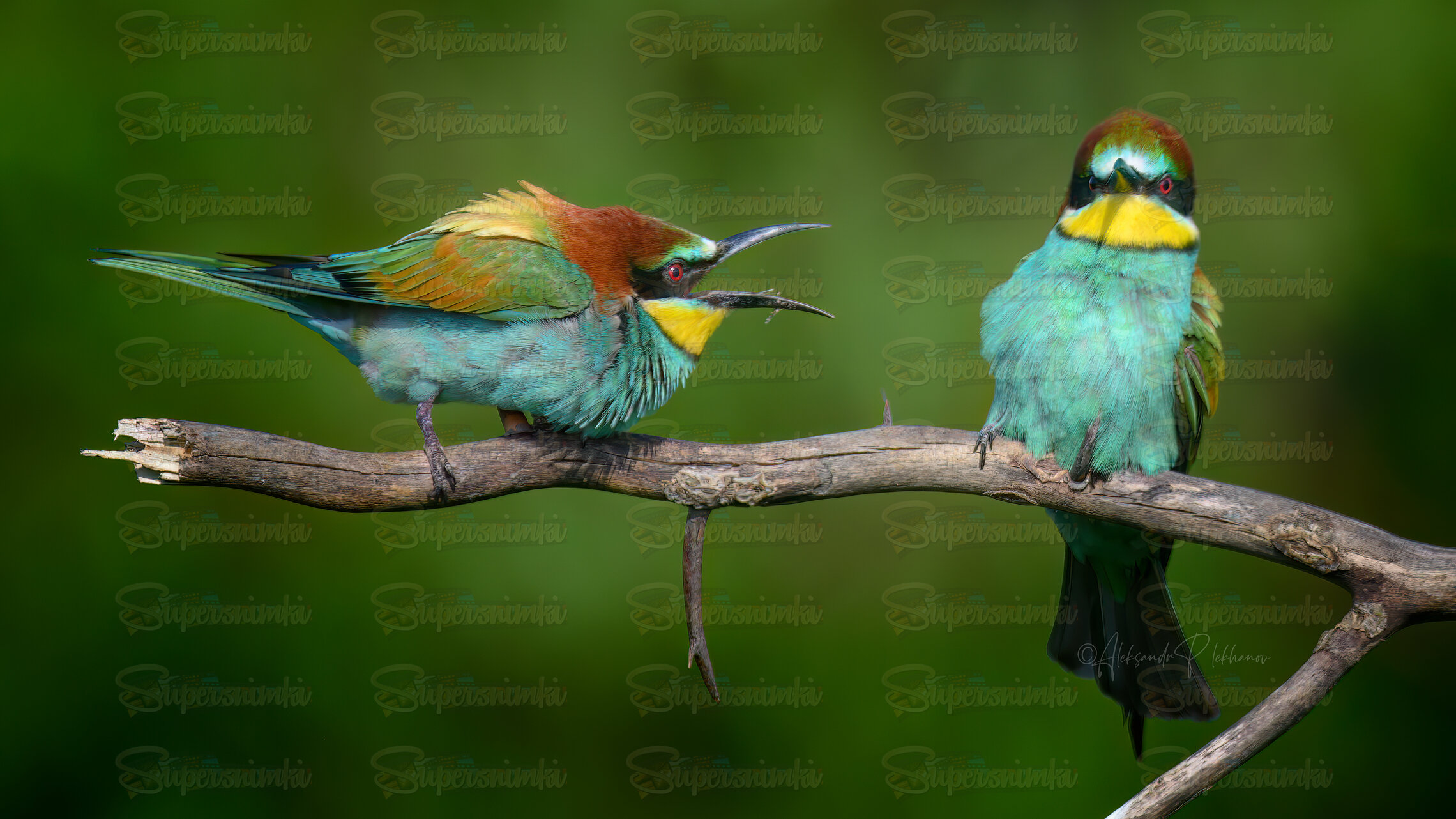 Сварливая щурка