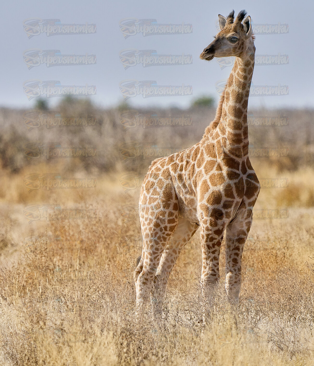 Намибийские истории...